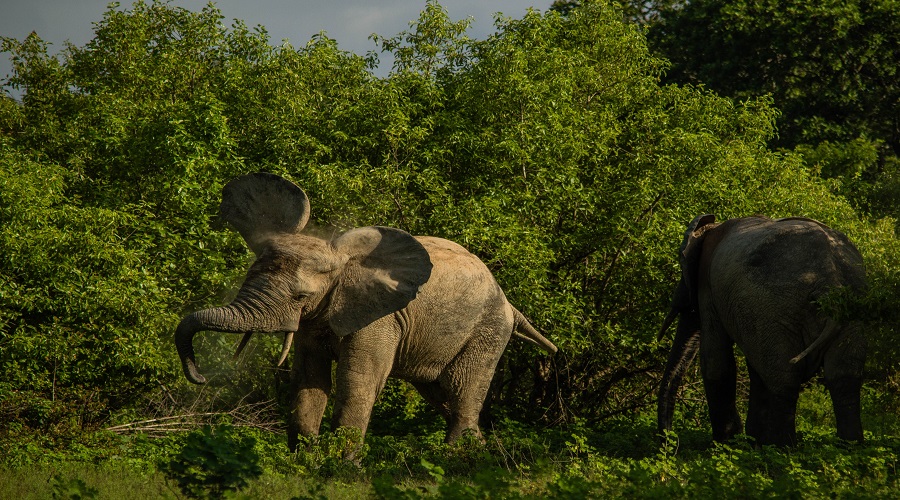 An Elephant at Tarangire National Park - 7 days tanzania sharing group safari in Tanzania